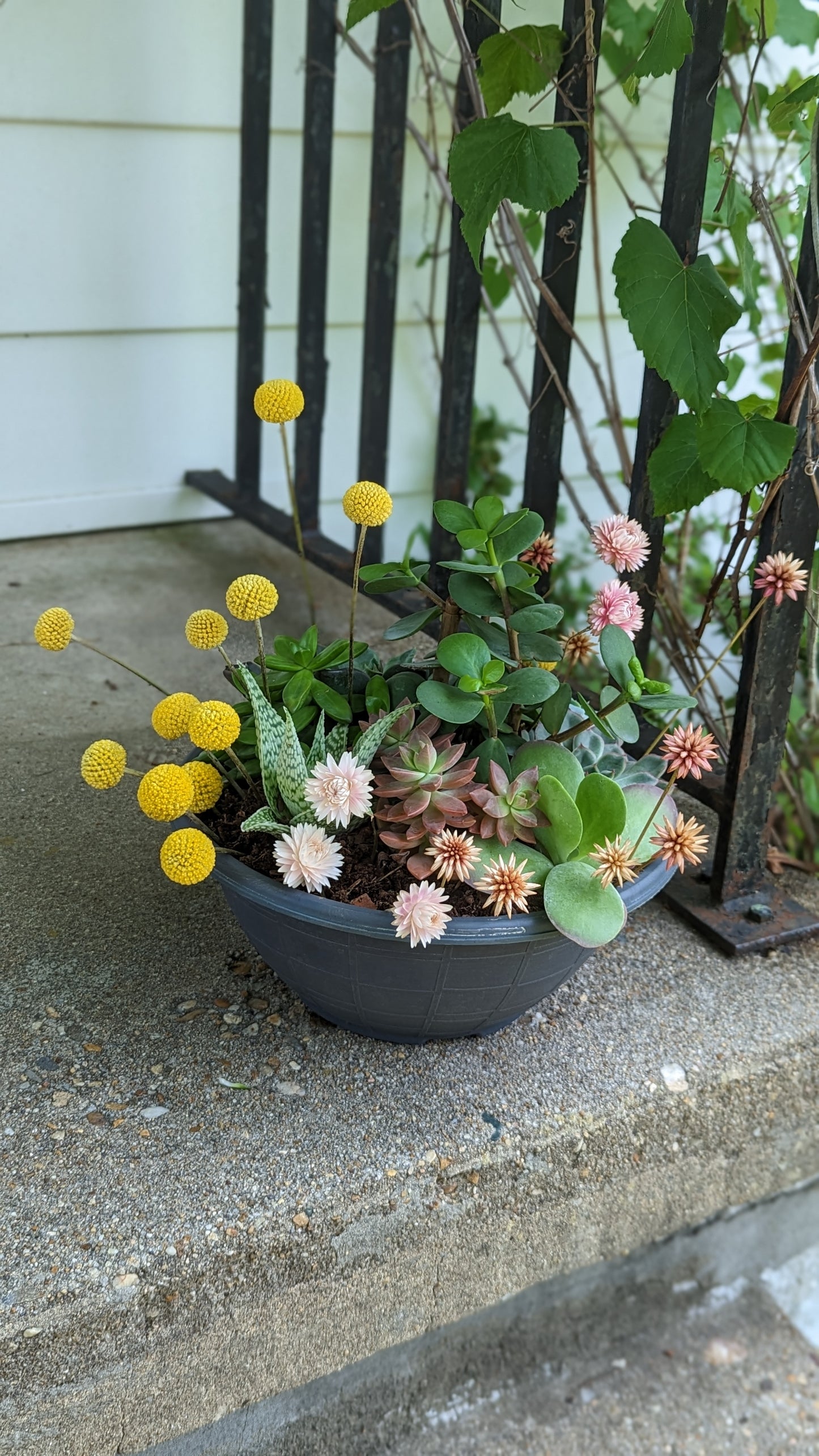 Dish Garden