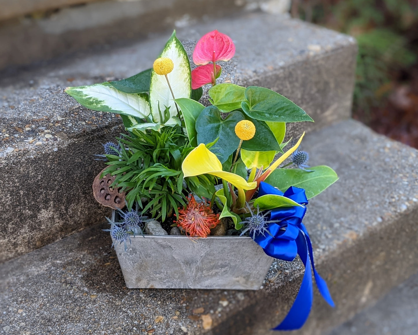 Dish Garden
A pleasing arrangement of different house plants that share similar light and water requirements. I will decorate with rocks and dried flowers. Please let me know if you would like a bow!
Plants
FloralsbyHeidiCatherine